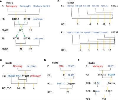 Mapping QTLs for blight resistance and morpho-phenological traits in inter-species hybrid families of chestnut (Castanea spp.)